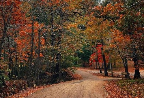 Davey Dogwood Park